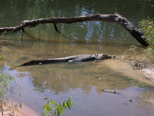 Crocodile (Bardedjilidji Sandstone Walk)